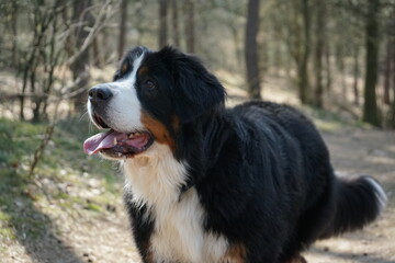 Naklejka na ściany i meble bernese mountain dog portrait with selective focus and its tongue out