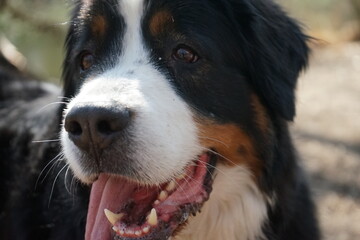 bernese mountain dog portrait with selective focus and its tongue out