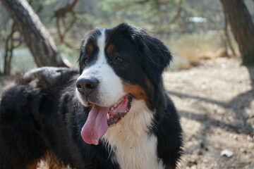 bernese mountain dog portrait with selective focus and its tongue out