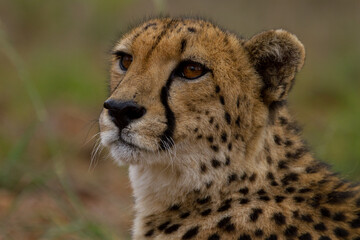 Cheetahs of Africa