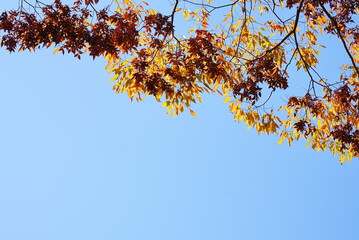山のケヤキの葉の黄葉と青空