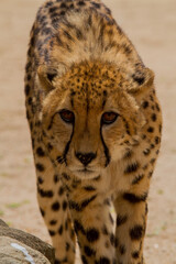 Cheetahs of Africa