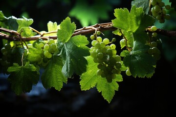 Collection of different types of grapes.