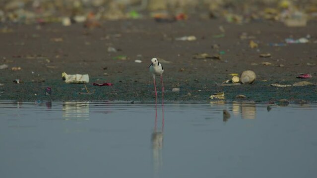 Jakarta, Indonesia - October 14, 2023: pied stilt bird himantopus leucocephalus searching for food on area contaminated with trash, natural bokeh background