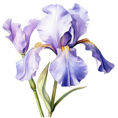 iris