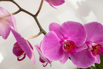 Pink orchid flowers on white background, close-up. Bloom orchid for publication, design, poster, calendar, post, screensaver, wallpaper, postcard, banner, cover, website. High quality photo