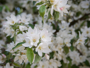 lushly flowering branches of apple trees on a warm spring day. selective focus 