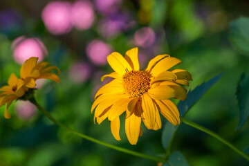 Blooming false sunflower on a green background on a summer sunny day macro photography. Garden rough oxeye flower with yellow petals in summertime, close-up photo. Orange heliopsis floral background.
