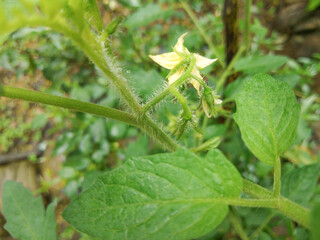 Beautiful tomato plant of the garden.yellow flower.
