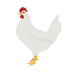 White Leghorn Chicken
