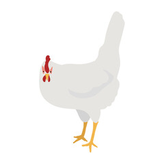 White Leghorn Chicken