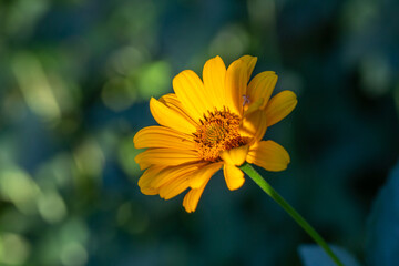 Blooming false sunflower on a green background on a summer sunny day macro photography. Garden rough oxeye flower with yellow petals in summertime, close-up photo. Orange heliopsis floral background.
