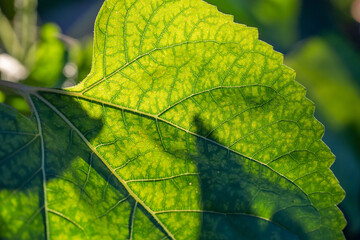 Green leaf of a garden plant in sunlight macro photography. The texture of a juicy leaf on a sunny summer day, close-up photo. Fresh greens with deep shadows in the springtime