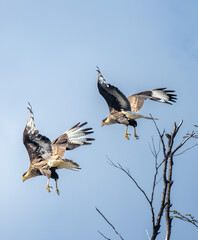 A hawk in Patagonia in Chili