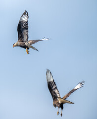 A hawk in Patagonia in Chili