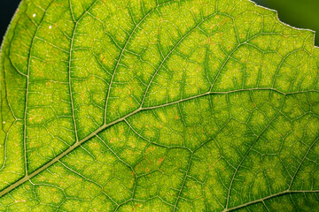 Green leaf of a garden plant in sunlight macro photography. The texture of a juicy leaf on a sunny summer day, close-up photo. Fresh greens with deep shadows in the springtime