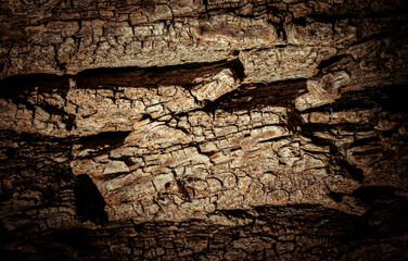 Natural tree bark, background, texture.