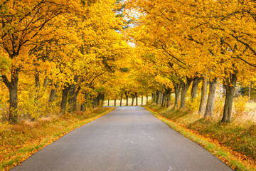 Fototapeta na wymiar Road lined with brightly colored trees at autumn.