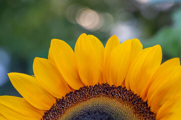 Blooming sunflower on a green background closeup on a summer sunny day. Sunflower with bright yellow petals on a in summertime.	