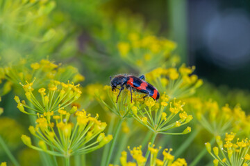 A beetle sits on a green leaf macro photography in the summer. A Trichodes apiarius bug sits on a thin leaf of a plant. Wildlife landscape with black and orange insect close-up on a green background.