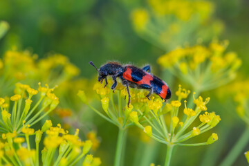 A beetle sits on a green leaf macro photography in the summer. A Trichodes apiarius bug sits on a thin leaf of a plant. Wildlife landscape with black and orange insect close-up on a green background.
