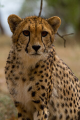 Naklejka na ściany i meble Cheetahs of Africa