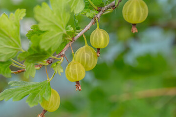 Green gooseberry berries on a green background on a summer day macro photography. Green berries hanging on a branch of a gooseberry bush close-up photo in summertime.