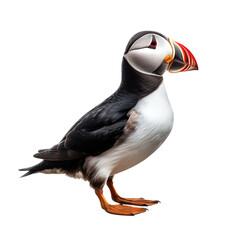 Atlantic puffin or common puffin bird isolated from background - obrazy, fototapety, plakaty