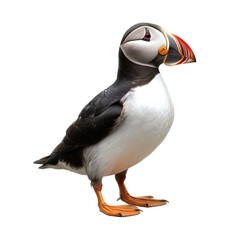 Naklejka premium Atlantic puffin or common puffin bird isolated from background