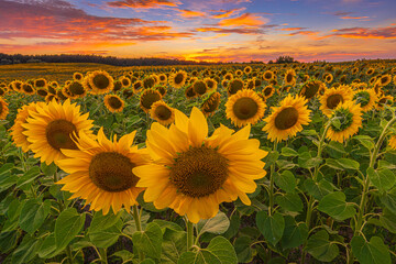 Obraz premium Field with many sunflowers during the blooming period. Summer day with lots of clouds in colors yellow orange red at sunset. Dramatic sky. Crop with open flowers in a landscape