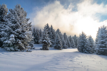 Beautiful winter landscape of snowy spruce trees in fog at sunny day. The Mala Fatra national park in northwest of Slovakia, Europe.