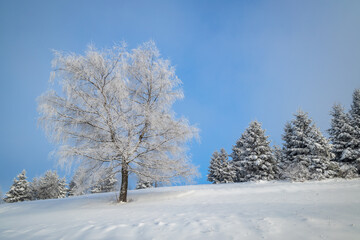 View of a snowy winter landscape with trees covered with rime ice.