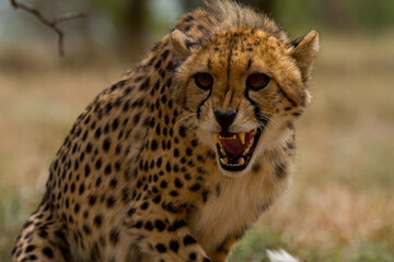 Cheetahs of Africa