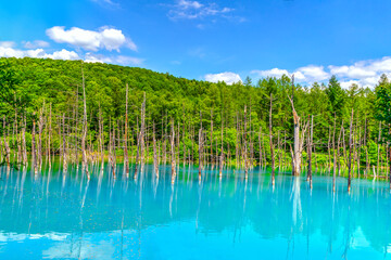 北海道を代表する観光スポット「青い池」。
晴れた日には神秘的な青い湖面に白樺が映り込み絶景になる。
