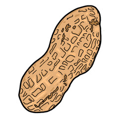 Peanut Illustration PNG