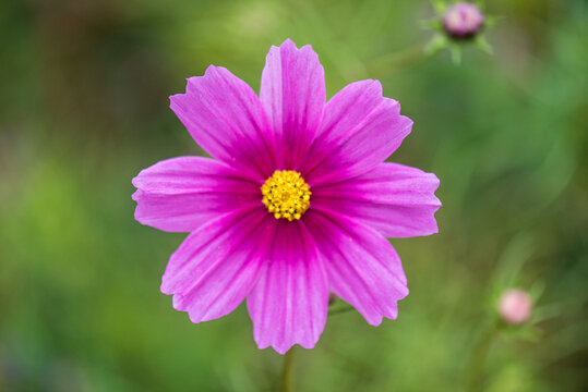 A closed-up picture of a cosmos in the garden in Autumn