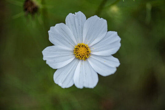 A closed-up picture of a cosmos in the garden in Autumn