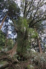 Large tree in the Fuji Hakone Izu National Park | Hiking in the Fuji Hakone Izu National Park