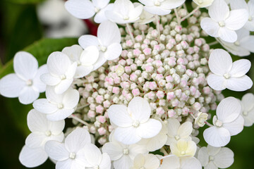 Close up of flowering Hydrangea paniculata plant (also known as Hydrangea paniculata siebold or panicled hydrangea) with its creamy white fertile flowers and pinkish white sterile florets