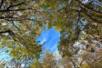 Low angle view of trees in the park in İzmit, Kocaeli, Turkey.