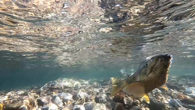 Underwater photography of chum salmon in the Churui River, Shibetsu Town, Hokkaido