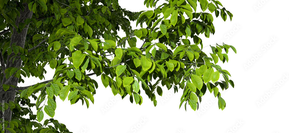 Wall mural tree leaves branches ecological on transparent backgrounds 3d rendering png