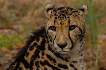 Cheetahs of Africa