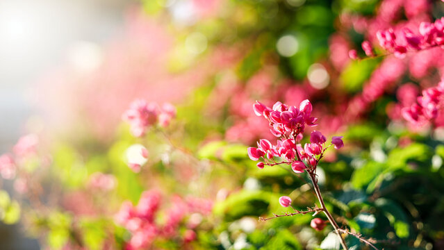 Pink flowers and sunset light are a warm and natural background image.