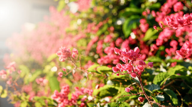 Pink flowers and sunset light are a warm and natural background image.
