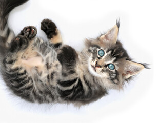 chaton Maine Coon tigré mignon, allongé sur le dos, fond blanc isolé