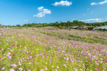 広島県世羅郡世羅町「花の駅せら」の風景