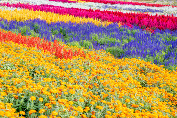 Fototapeta na wymiar 広島県世羅郡世羅町「花の駅せら」の風景