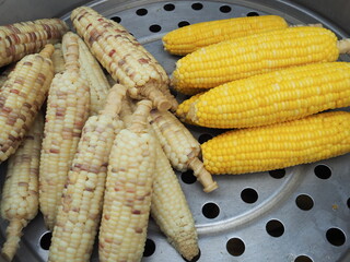 White and yellow organic corn varieties are steamed in Steamer. White Flour corn or Zea mays amylocea are is sweet, sticky, delicious. The yellow Sweet corn) or Zea mays saccharatas are weet tast
