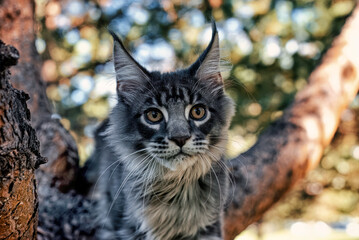 A very bright blue Maine Coon cat sitting on a tree...